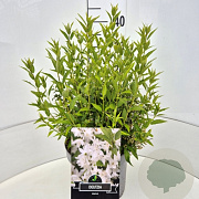 Deutzia gracilis 30-40 cm 10L