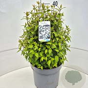 Philadelphus 'Lemoinei' 35-40 cm 10L