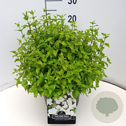 Philadelphus 'Manteau d'Hermine' 30-35 cm 10L