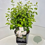 Philadelphus 'Virginal' 35-40 cm 10L