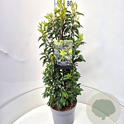 Prunus l. 'Angustifolia' 60-80 cm 10L