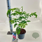 Albizia julibr. Ombrella 50-60 cm 3,0L