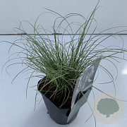 Carex comans 'Frosted Curls' 25-30 cm C1 vierkant