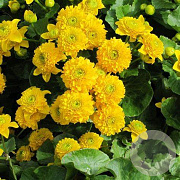 Caltha palustris 'Plena' GM P9 leverbaar