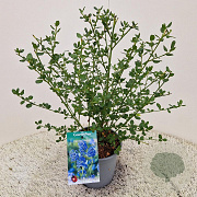 Ceanothus impressus 'Victoria' 30-35 cm 2,5L