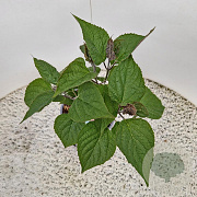 Clerodendrum trichotomum 30-35 cm 3,0L