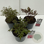Astilbe Gemengd 45-50 cm rozenpot 3L vierkant