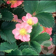 Fragaria 'Frel' GM P9