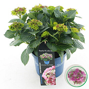 Hydrangea m. Lady Mata Hari 25-30 cm 3,5L rose