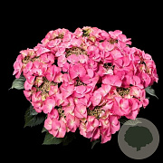 Hydrangea m. 'Tiffany' 30-40 cm 5,0L paars