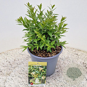 Ligustrum vulg. 'Lodense' 25-30 cm 4,0L