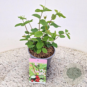 Lonicera xylosteum 15-20 cm 2,5L