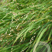 Melica uniflora albida GM P9