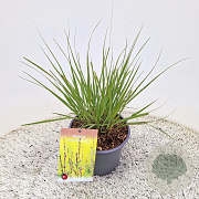 Molinia caerulea 'Edith Dudszus' 25-30 cm 4,0L