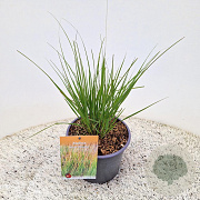 Molinia caerulea 'Heidebraut' 25-30 cm 4,0L
