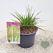 Molinia caerulea 'Moorhexe' 15-20 cm 4,0L