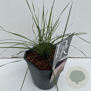 Muhlenbergia capillaris 35-40 cm 2,0L vierkant