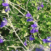Salvia micr. 'Blue Monrovia' 10-20 cm 2,5L