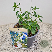Salvia micr. 'Gletsjer' 10-20 cm 2,5L