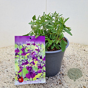 Salvia 'Nachtvlinder' 10-20 cm 2,5L