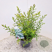 Spiraea cinerea 'Grefsheim' 30-35 cm 4,0L