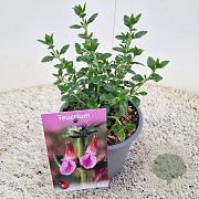 Teucrium lucidrys 10-15 cm 2,5L