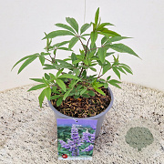 Vitex agnus-castus 20-25 cm 3,0L