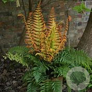 Dryopteris wall. Jurassic Gold GM  P11