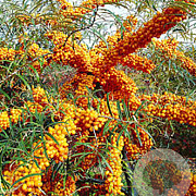 Hippophae rhamn. 'Frugana' 250-300 cm cont. 150L meerstammig