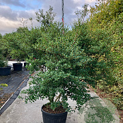 Osmanthus burkwoodii 175-200 cm cont. 90L meerstammig