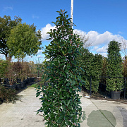 Photinia fraseri 'Red Robin' 200-250 cm cont. 70L meerstammig