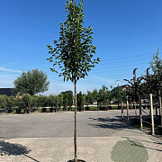 Pyrus calleryana 'Chanticleer' 16-18 HO 45L