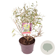 Caryopteris cland. 'Heavenly Blue' 30-40 cm 5,0L
