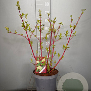 Cornus alba 'Sibirica' 60-80 cm 7,5L