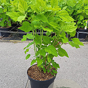 Hydrangea a. 'Annabelle' 30-40 cm 5,0L