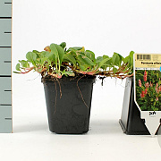 Persicaria aff. 'Superba' GM P9