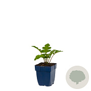 Acanthus mollis GM  P11