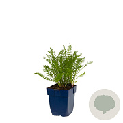 Achillea m. Summer Pastels Mix GM  P11
