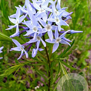 Amsonia ciliata GM  P11