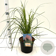 Cortaderia s. 'Rosea' 60-80 cm 4,0L