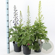 Delphinium (E) M. Fountains Series 20-30 cm 2,0L