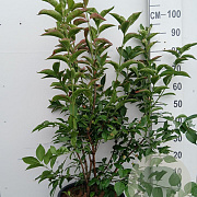 Euonymus europaeus 'Red Cascade' 100-125 cm 20L