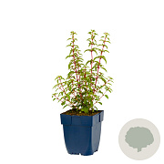 Fuchsia 'Riccartonii' GM  P11
