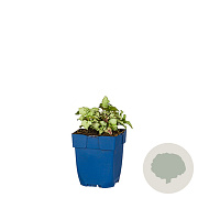 Lamium mac. 'Beacon Silver' GM  P11