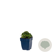 Origanum 'Rosenkuppel' GM  P11