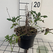 Salvia nem. 'Blaukönigin' GM 2,0L