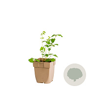 Sanguisorba officinalis GM  P11