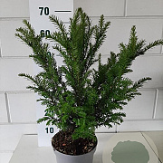 Taxus baccata 50-60 cm 3,5L