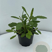 Verbena bonariensis GM 2,0L