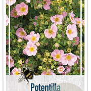 Potentilla fruticosa 'Pink Queen' 25-30 cm 3,5L